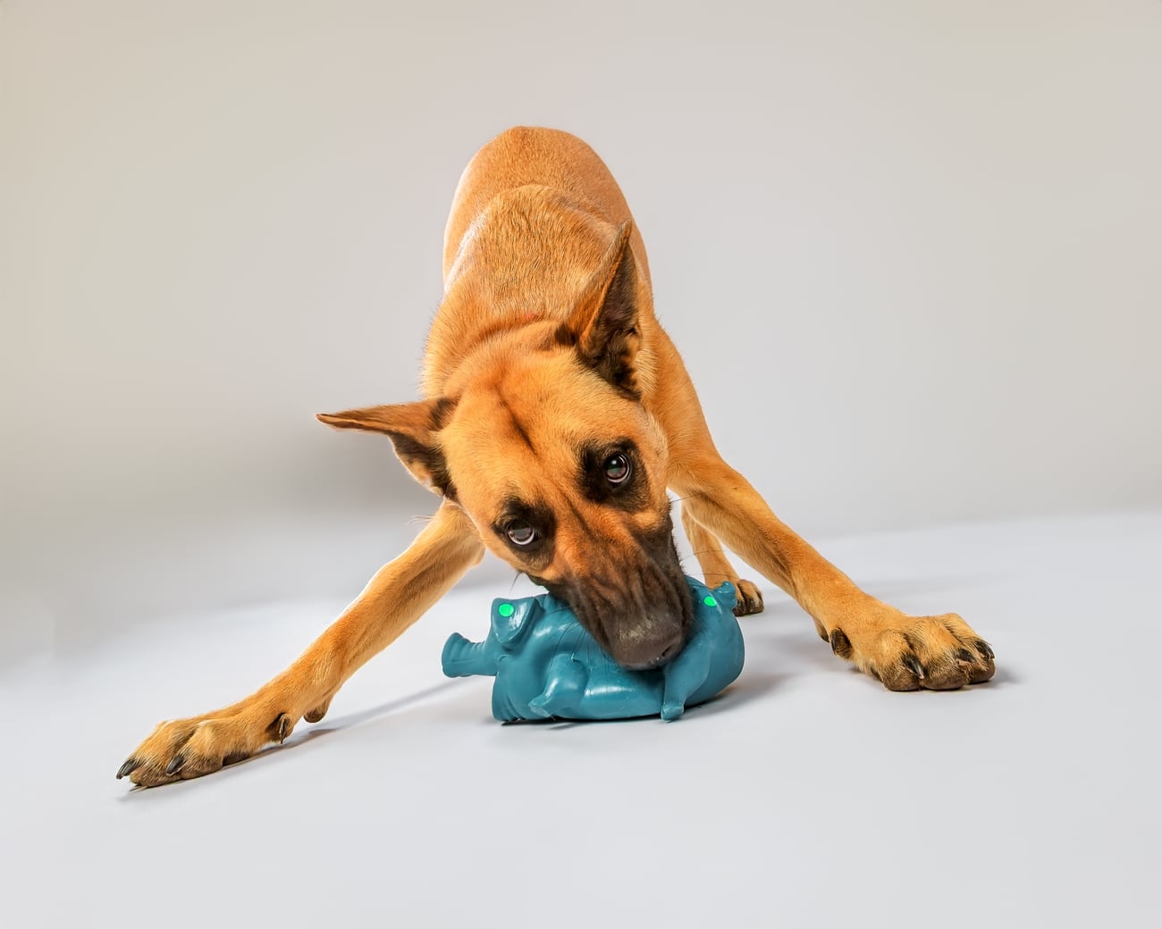 Our dog playing with a toy