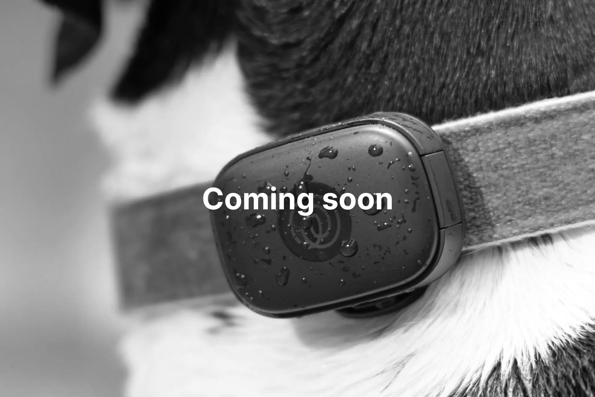 Life360 pet GPS tracker