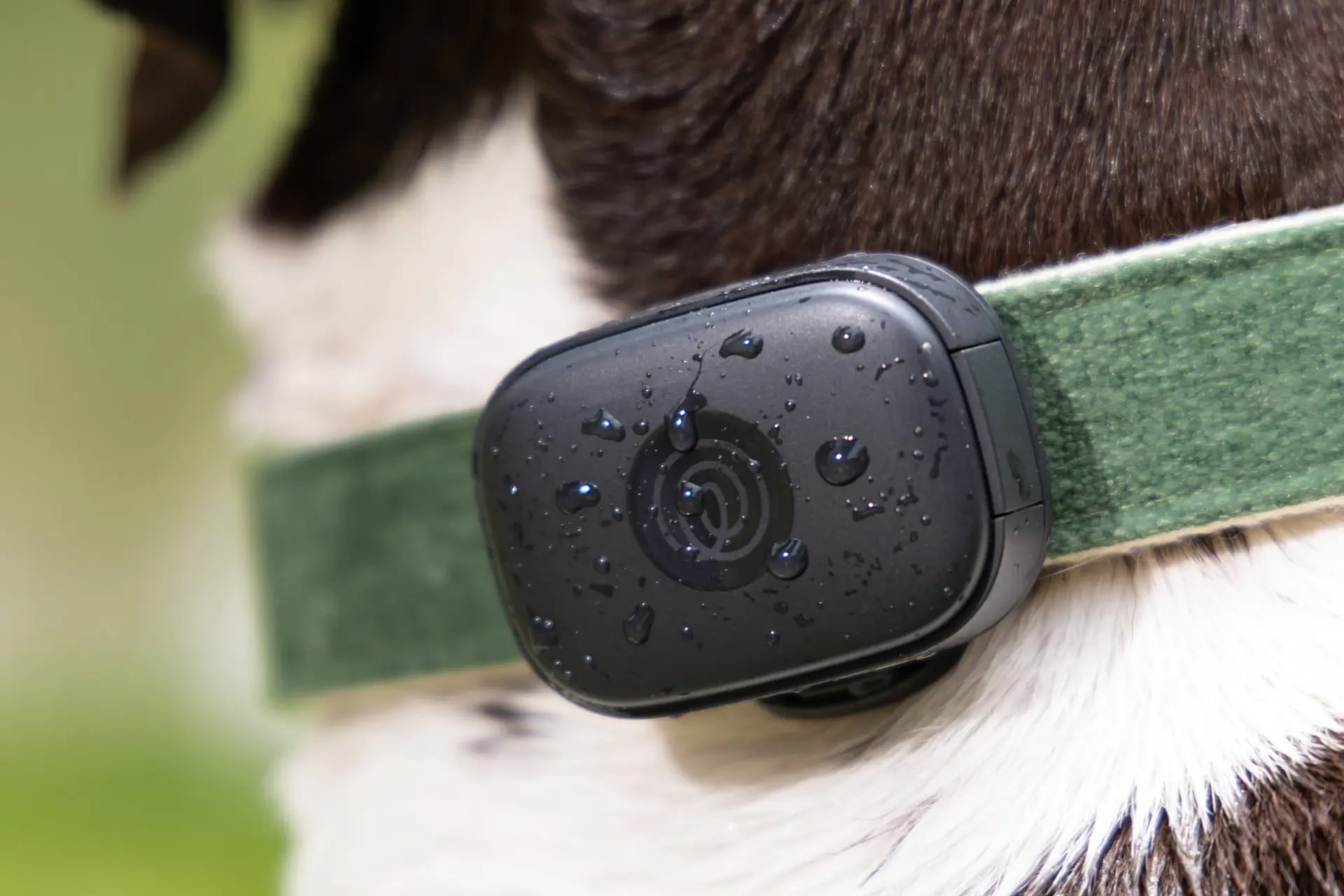 Life360 pet GPS tracker